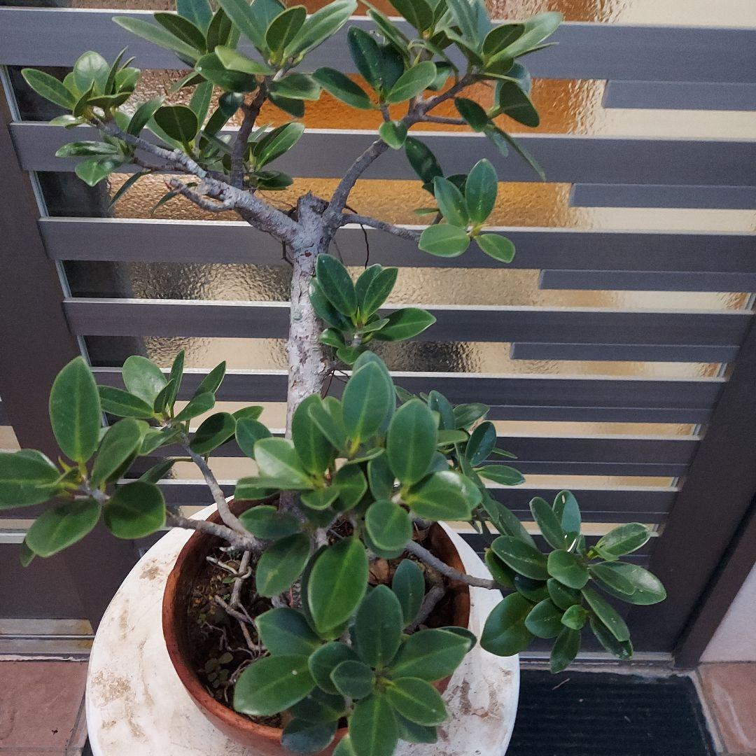 がじゅまる盆栽　No21 らくらくメルカリ便発送‼️