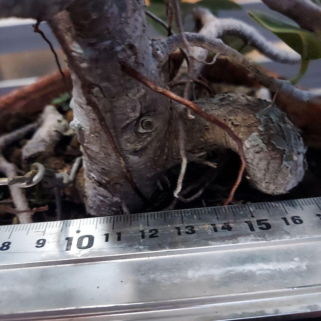 がじゅまる盆栽　No21 らくらくメルカリ便発送‼️