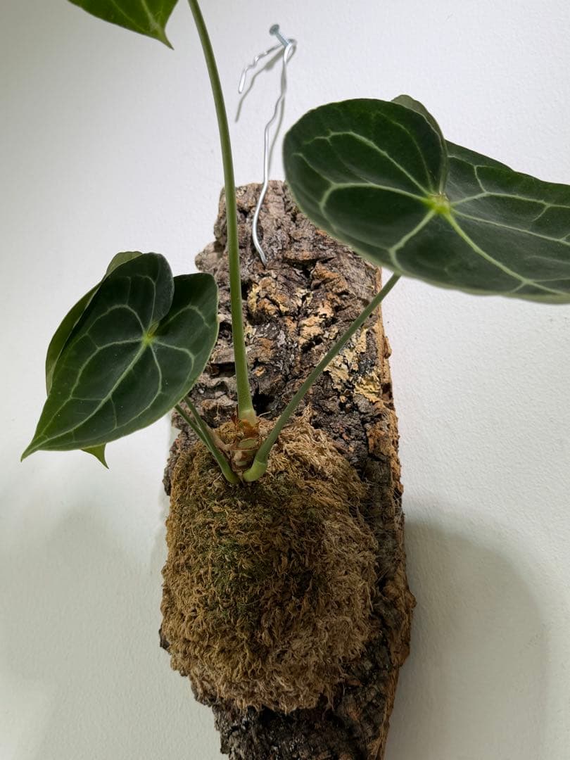 アンスリウム クラリネルビウムコルク付き