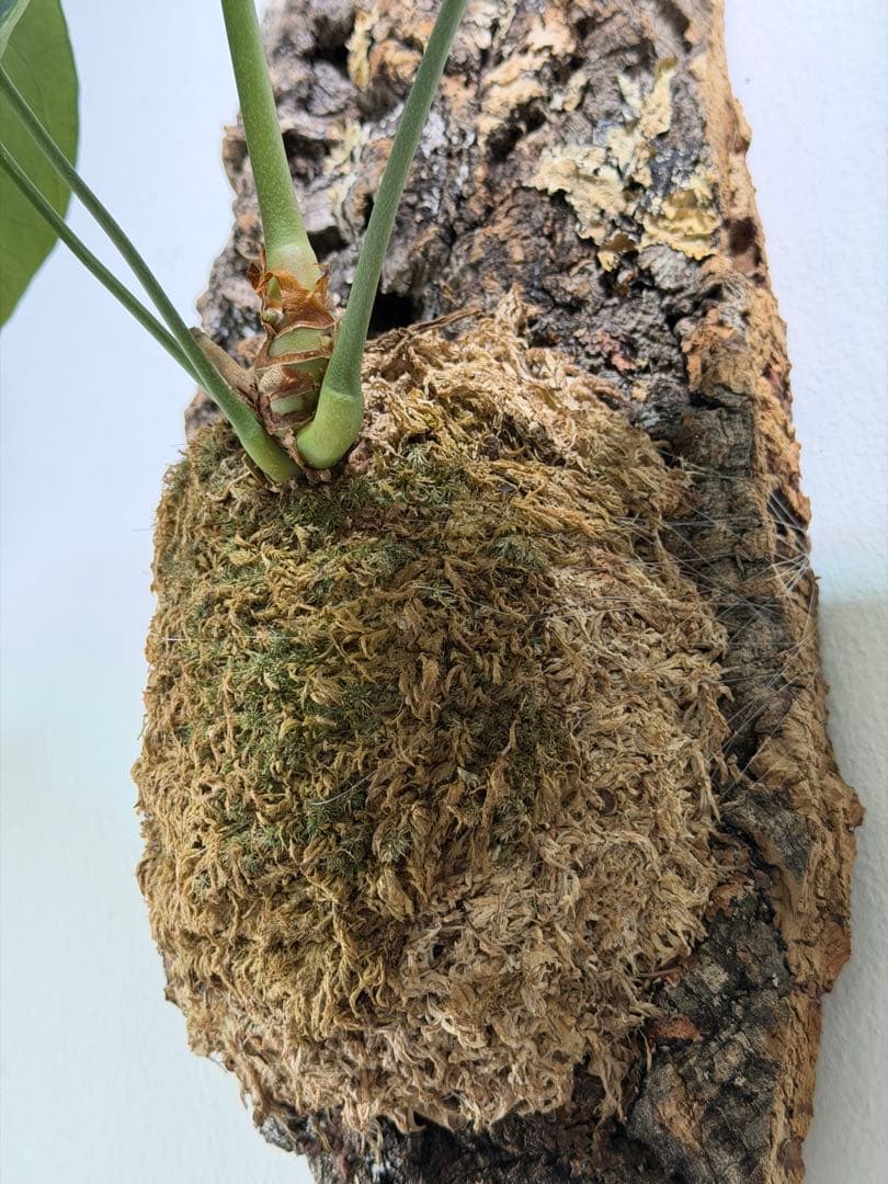 アンスリウム クラリネルビウムコルク付き