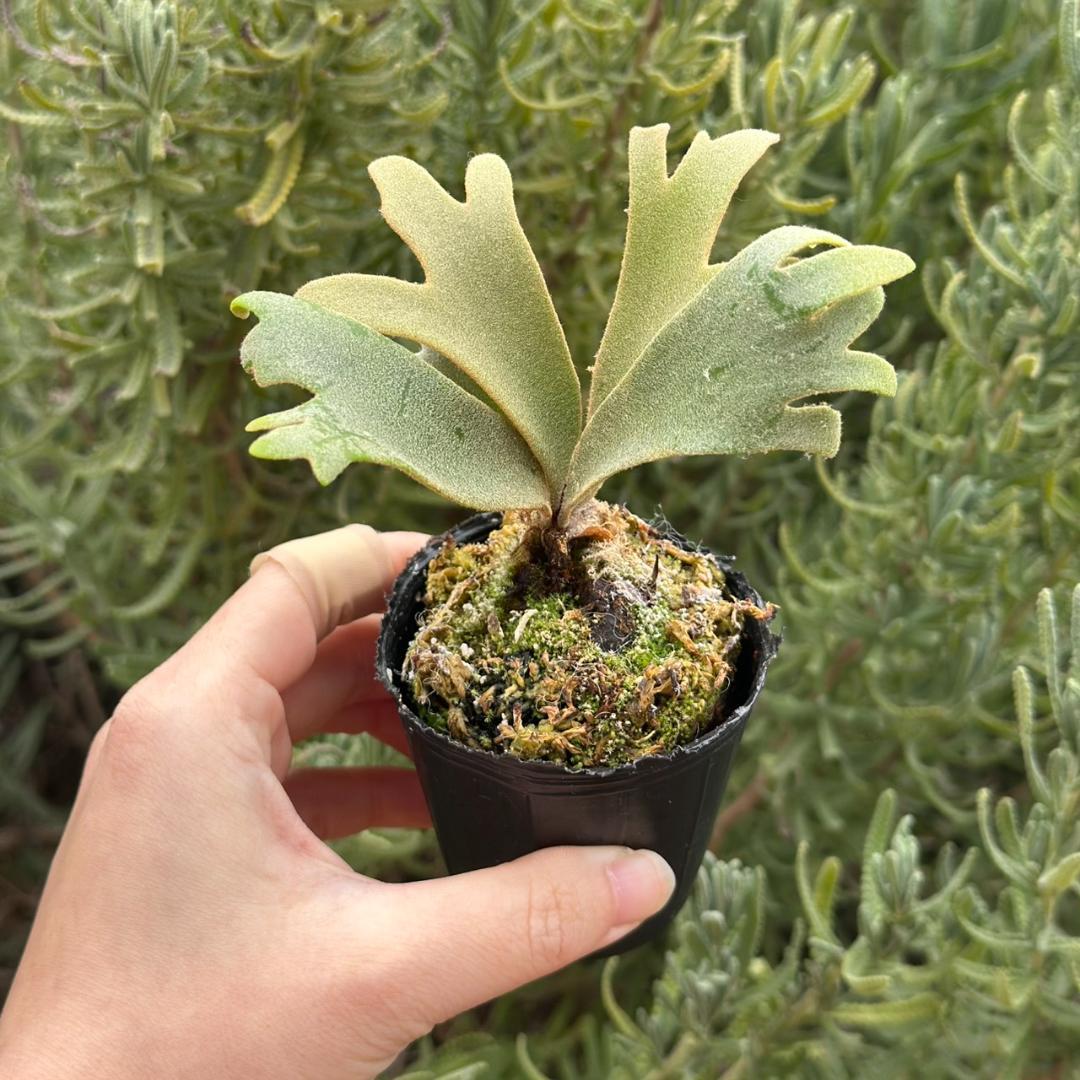 P. willinckii ’Jenny’ TC 3416