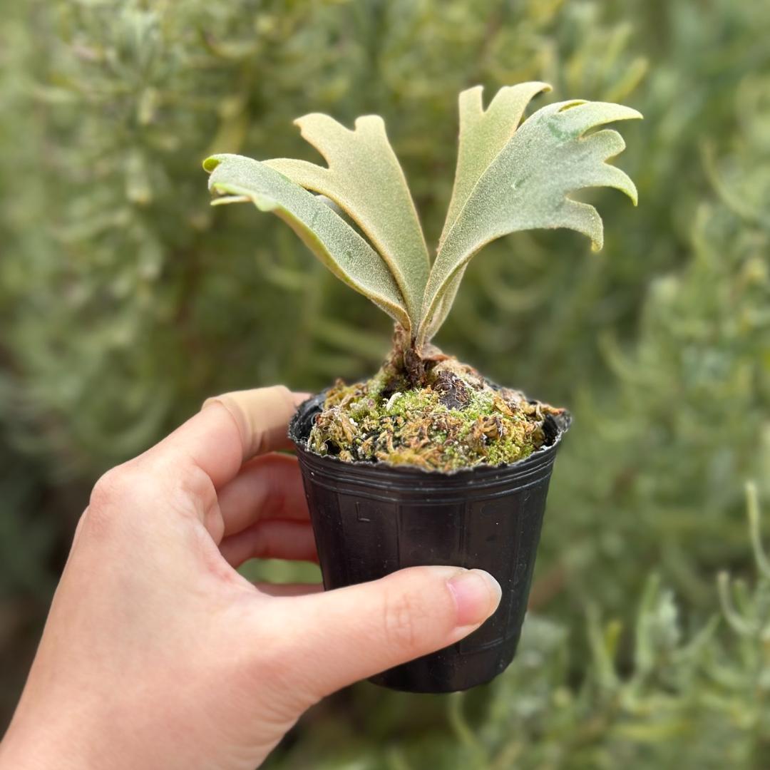 P. willinckii ’Jenny’ TC 3416