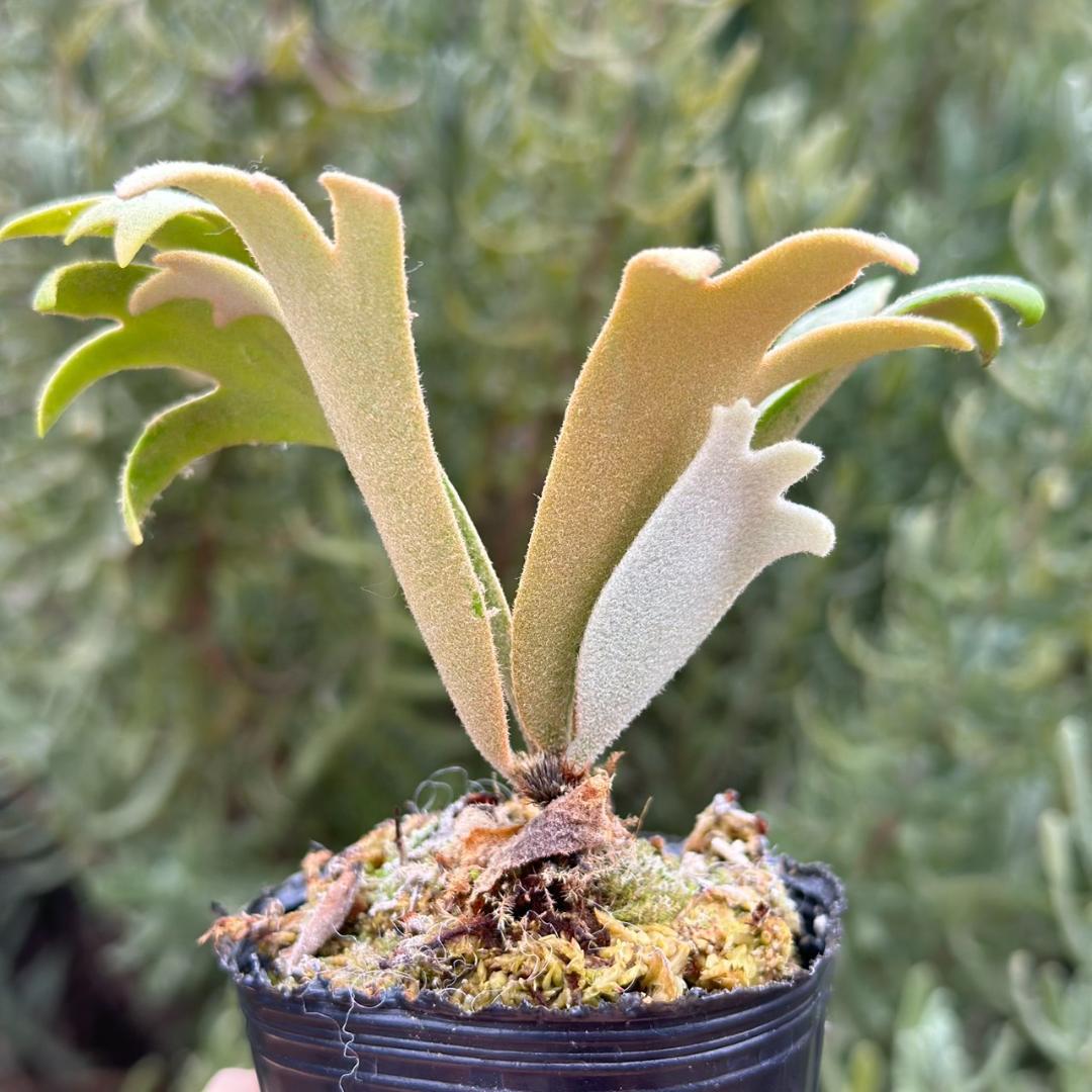 P. willinckii ’Jenny’ TC 3416