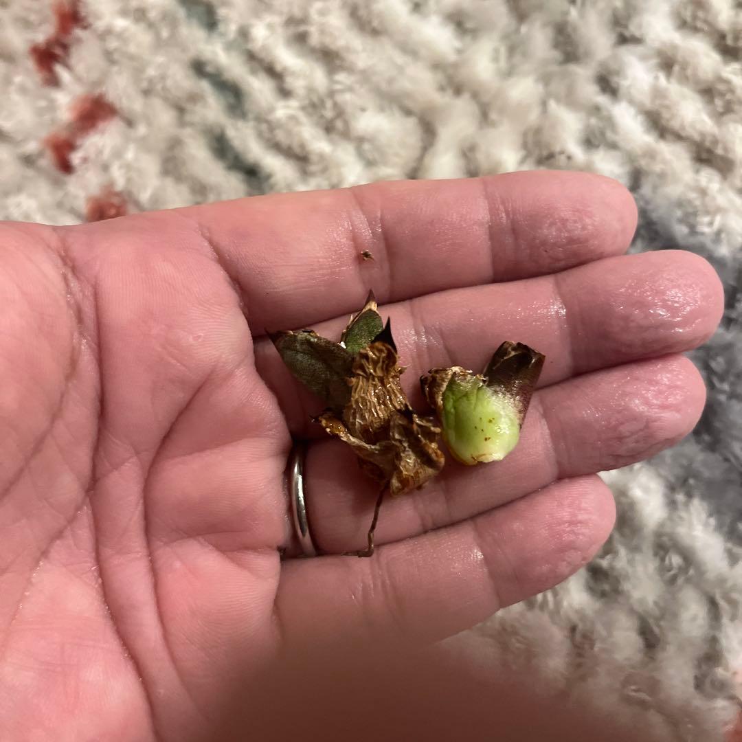 アガベ　チタノタ　皇冠　台湾　lize産　子株2個