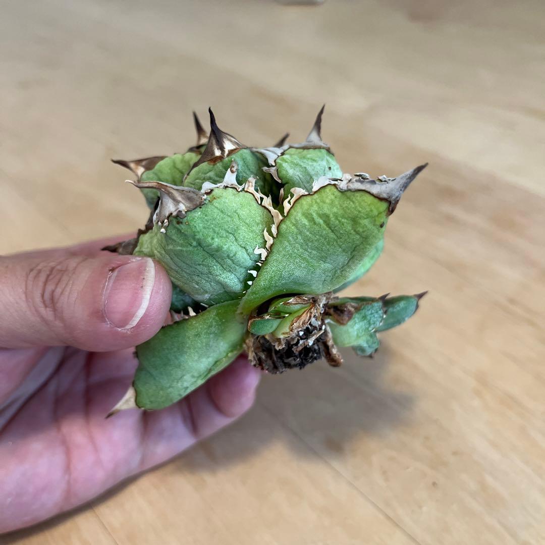 アガベ　チタノタ　皇冠　台湾　lize産　子株2個