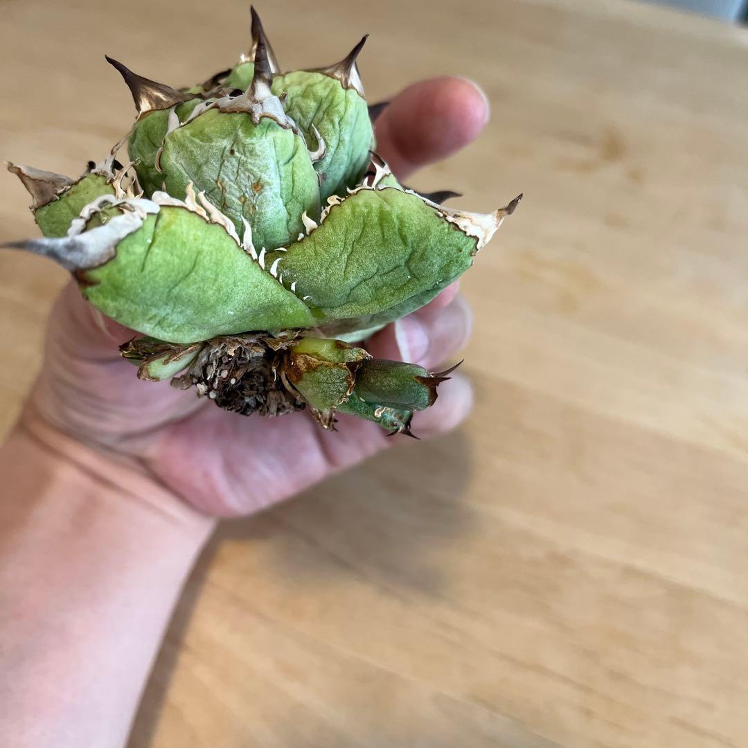 アガベ　チタノタ　皇冠　台湾　lize産　子株2個