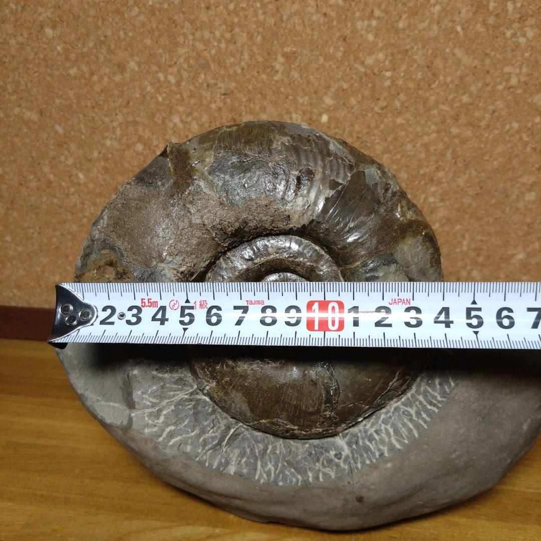 アンモナイト化石 15.0cm、4.0kg