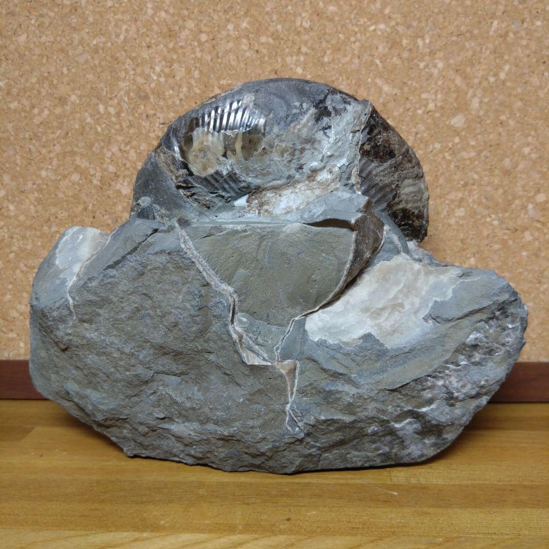 アンモナイト化石 15.0cm、4.0kg