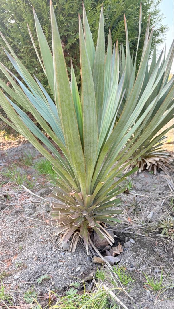 15 ユッカ　グロリオサ　抜き苗　Yucca gloriosa