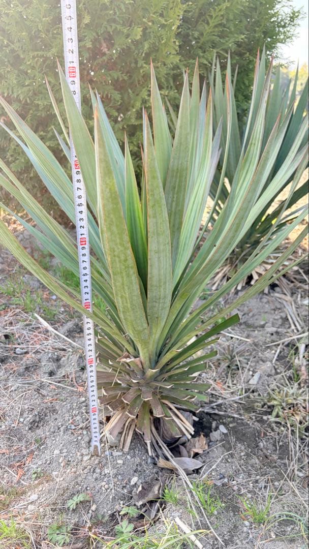 15 ユッカ　グロリオサ　抜き苗　Yucca gloriosa