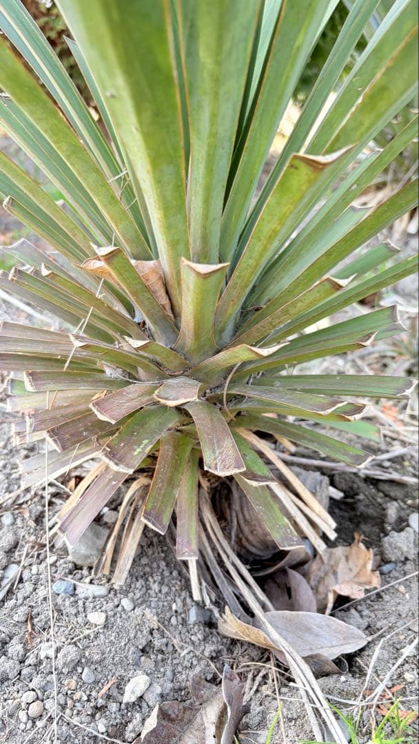 15 ユッカ　グロリオサ　抜き苗　Yucca gloriosa