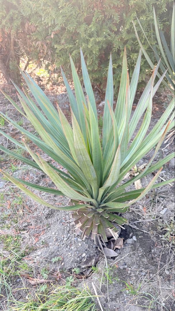 15 ユッカ　グロリオサ　抜き苗　Yucca gloriosa