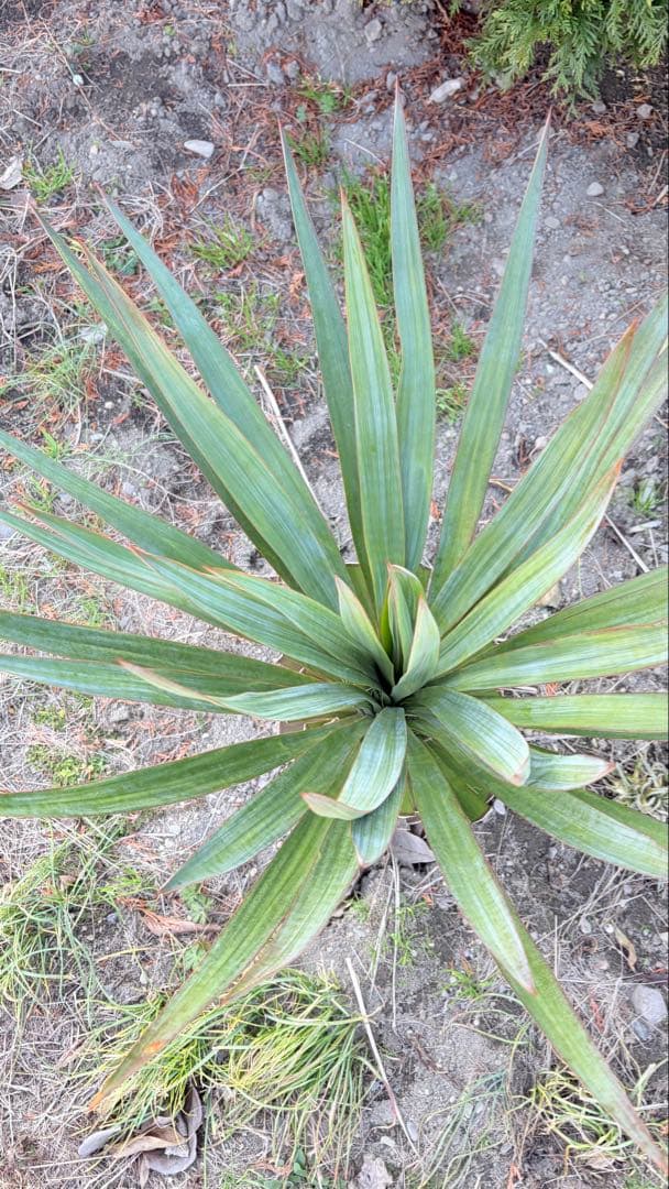 15 ユッカ　グロリオサ　抜き苗　Yucca gloriosa