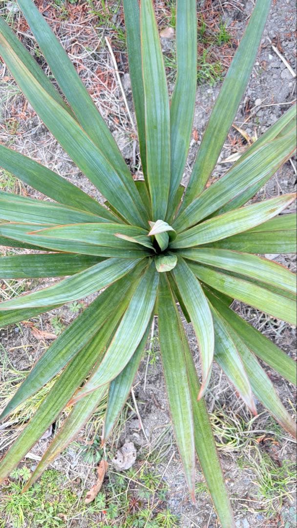 15 ユッカ　グロリオサ　抜き苗　Yucca gloriosa