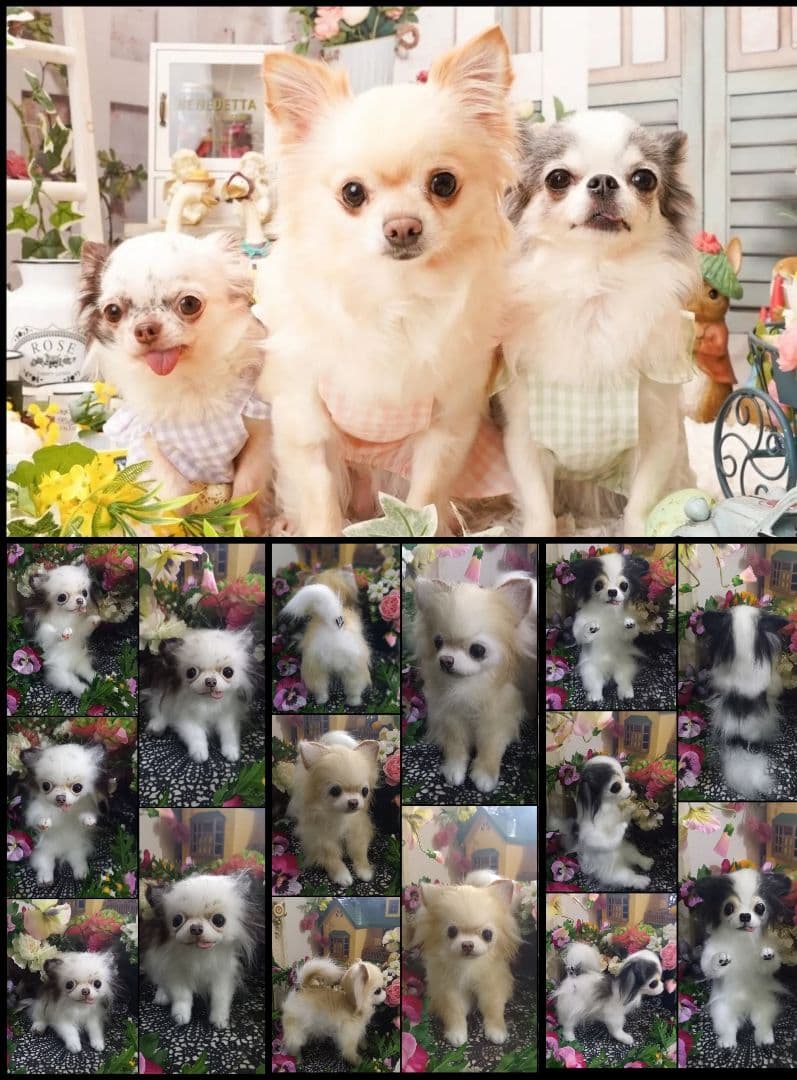 うちの子オーダー受付中♥️ チワワ　リアル　実物大　ぬいぐるみ　カズコオガワ