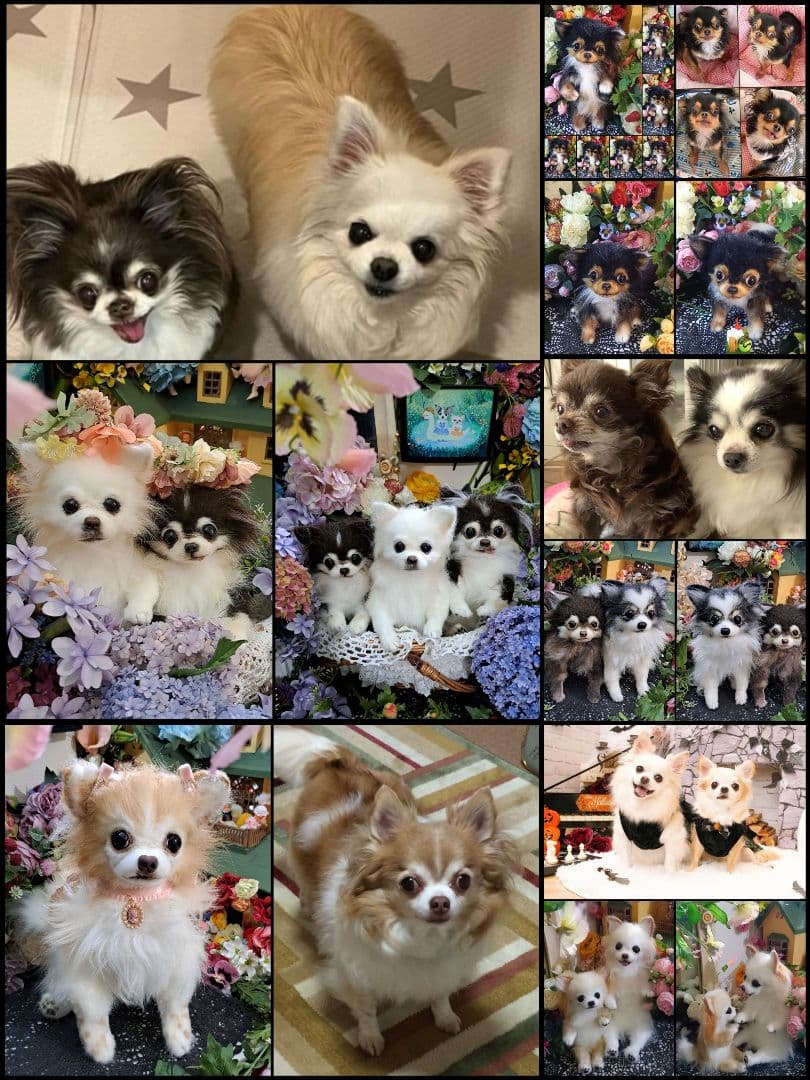 うちの子オーダー受付中♥️ チワワ　リアル　実物大　ぬいぐるみ　カズコオガワ