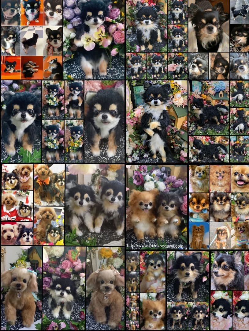 うちの子オーダー受付中♥️ チワワ　リアル　実物大　ぬいぐるみ　カズコオガワ