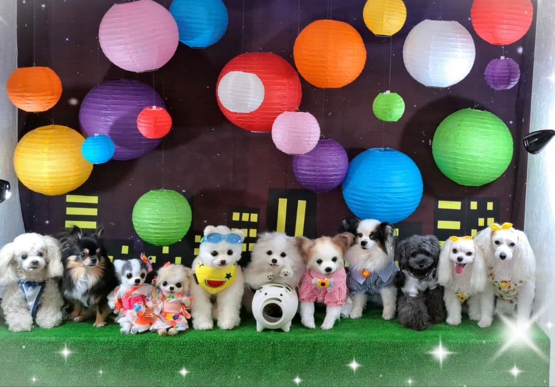 うちの子オーダー受付中♥️ チワワ　リアル　実物大　ぬいぐるみ　カズコオガワ