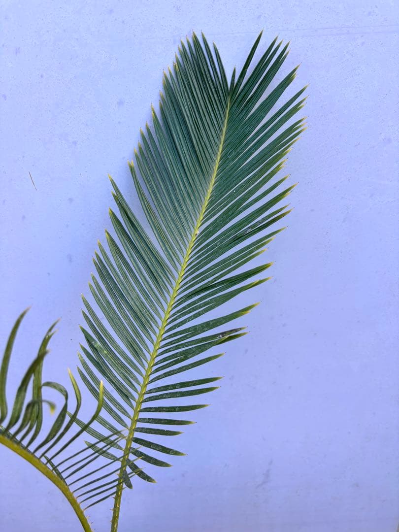 ソテツ 幹太・葉美株　鉢植え 現品