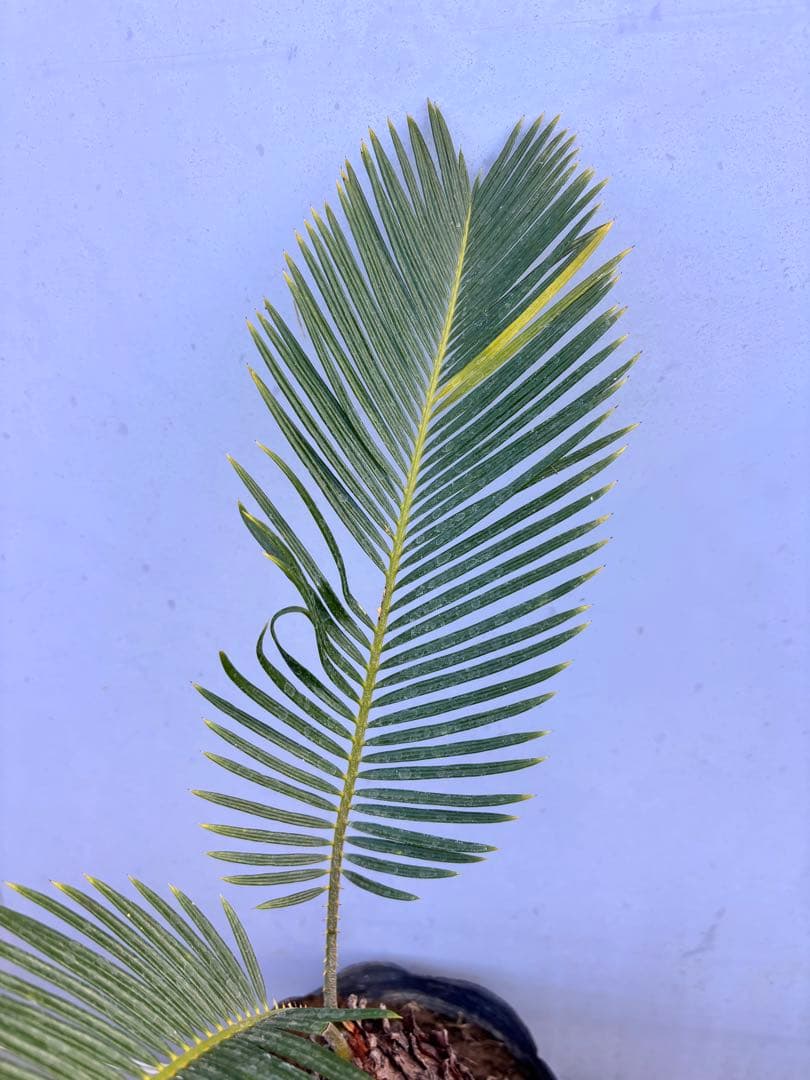 ソテツ 幹太・葉美株　鉢植え 現品