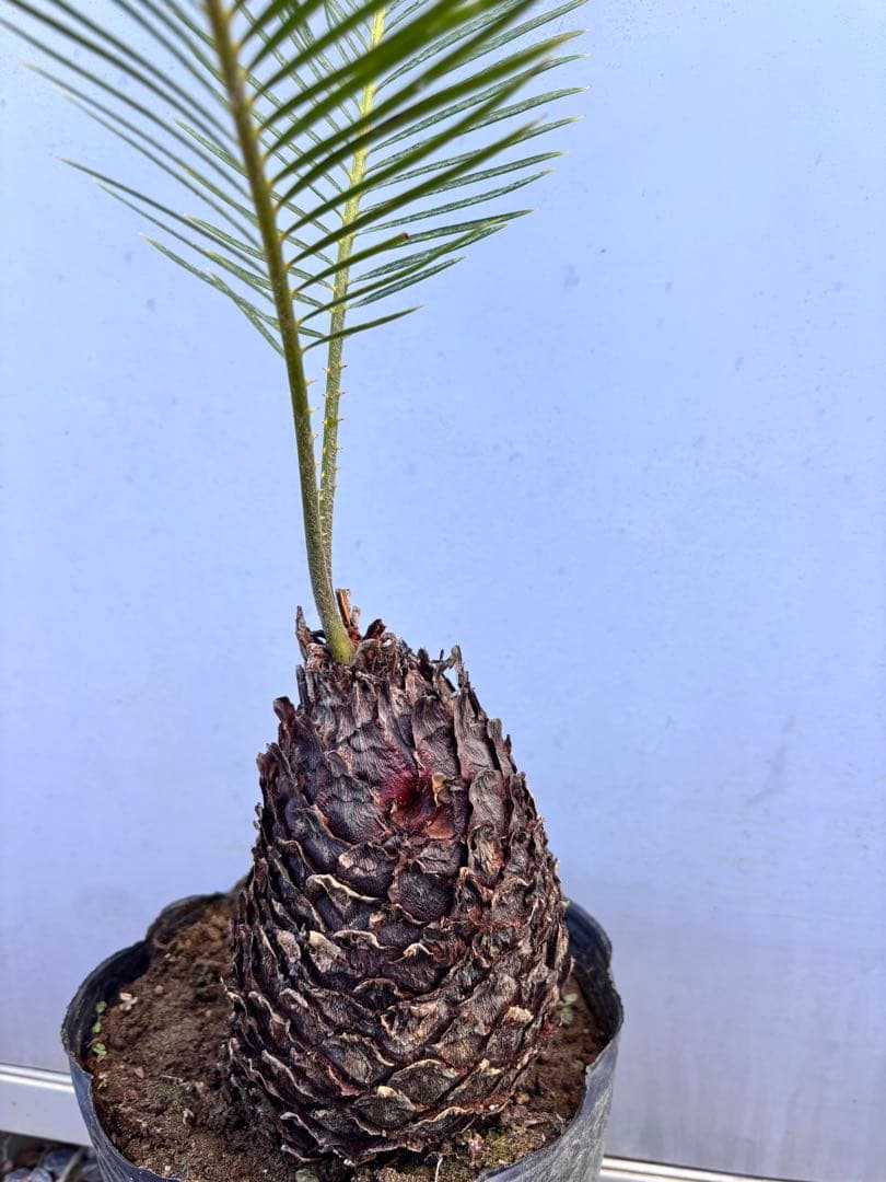 ソテツ 幹太・葉美株　鉢植え 現品