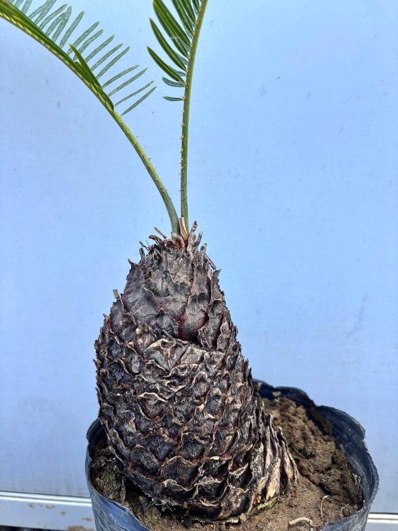 ソテツ 幹太・葉美株　鉢植え 現品