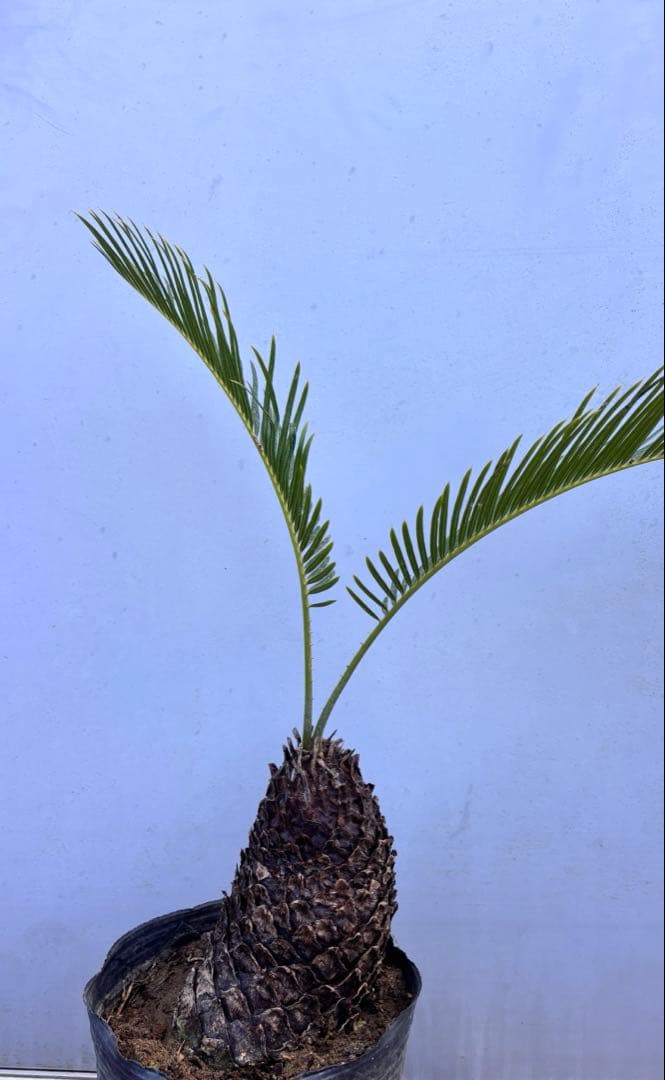 ソテツ 幹太・葉美株　鉢植え 現品