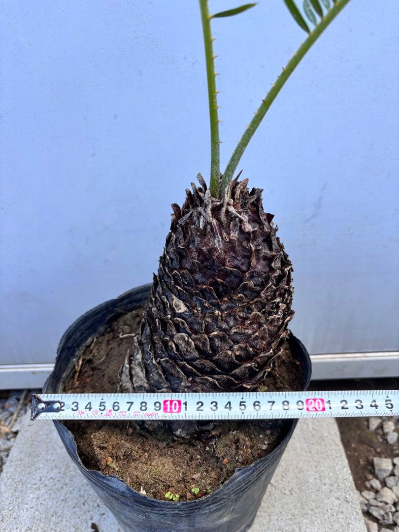 ソテツ 幹太・葉美株　鉢植え 現品