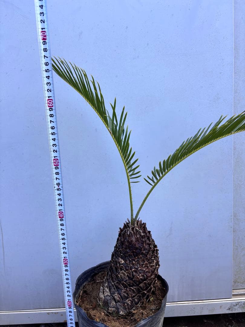 ソテツ 幹太・葉美株　鉢植え 現品