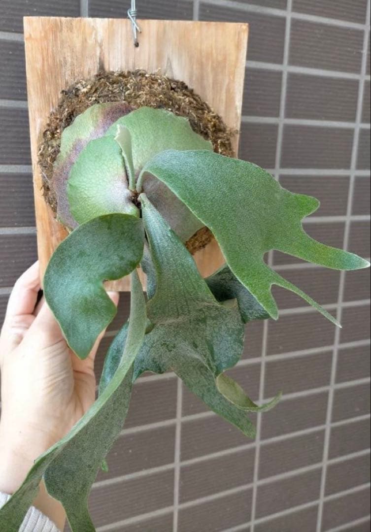 ビカクシダ　ホワイトギズモ　スポア◆リドレイ幼苗おまけ付き　《メルカリ便》配送