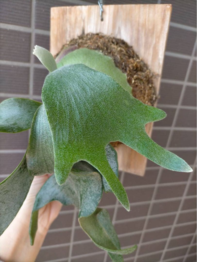 ビカクシダ　ホワイトギズモ　スポア◆リドレイ幼苗おまけ付き　《メルカリ便》配送