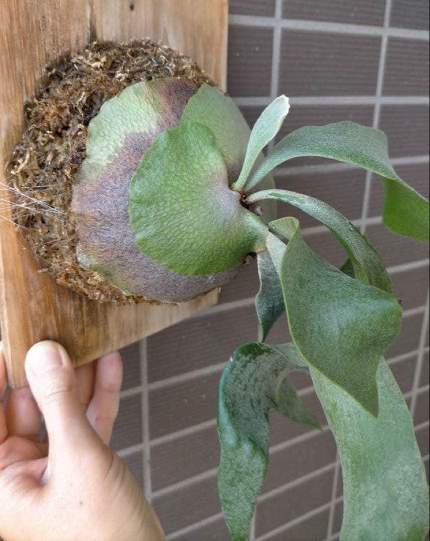 ビカクシダ　ホワイトギズモ　スポア◆リドレイ幼苗おまけ付き　《メルカリ便》配送