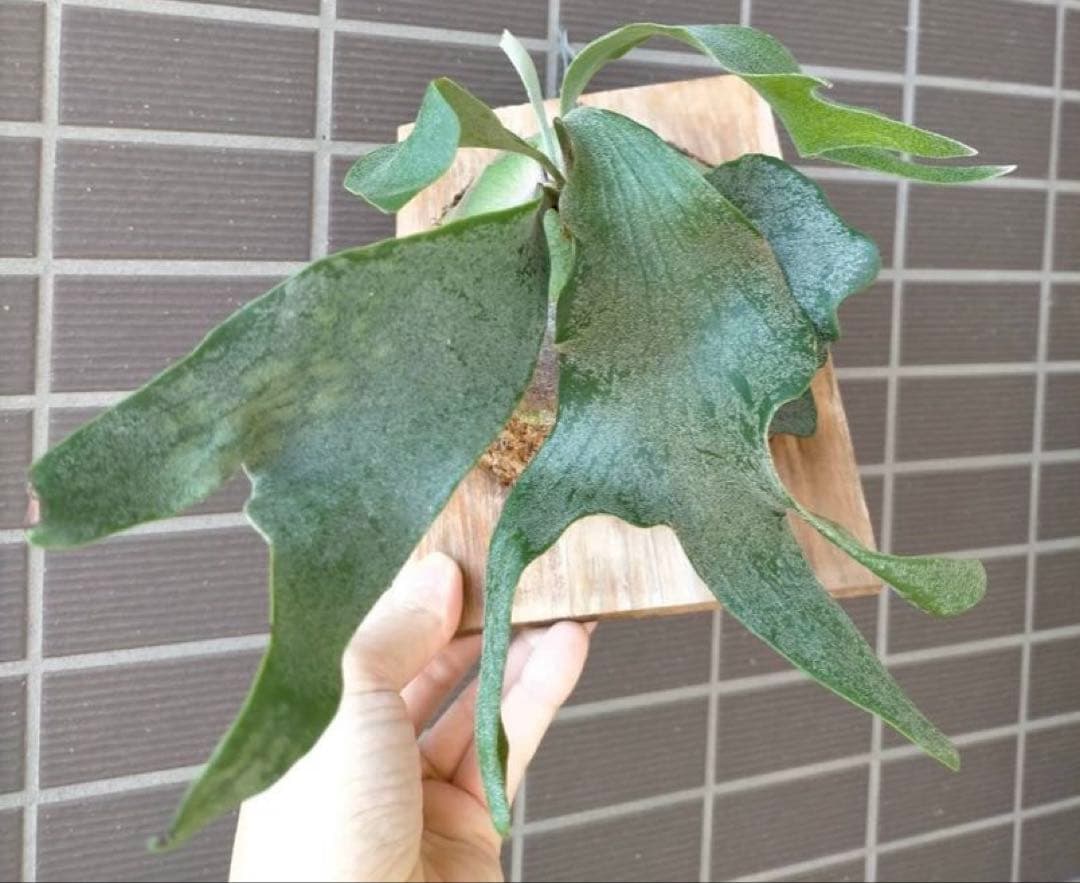 ビカクシダ　ホワイトギズモ　スポア◆リドレイ幼苗おまけ付き　《メルカリ便》配送