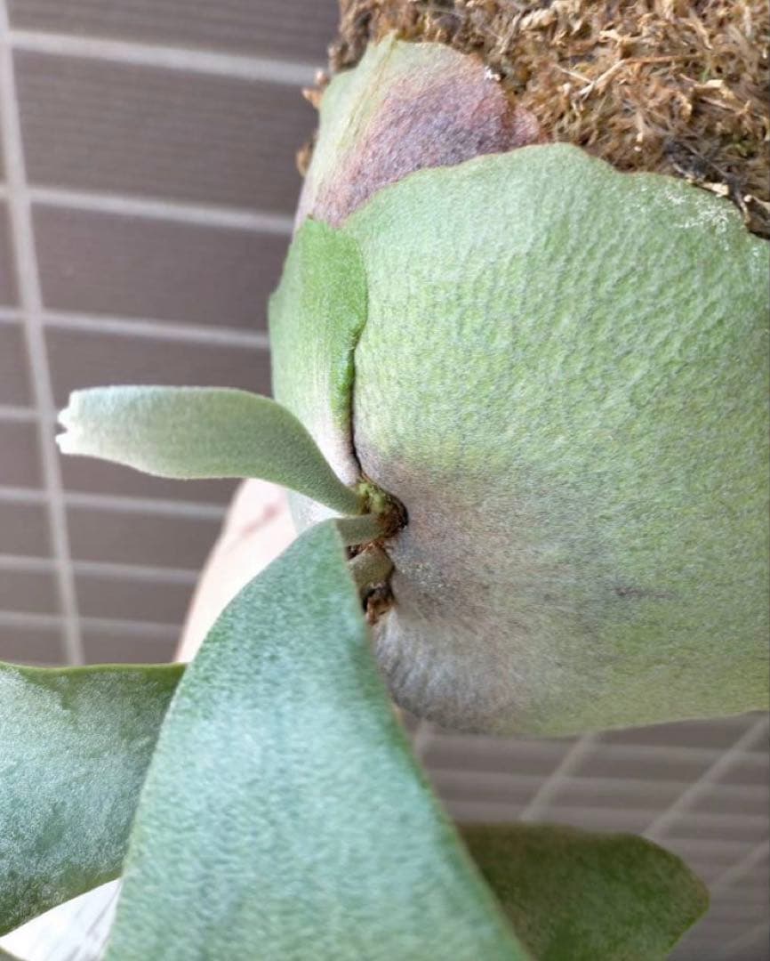 ビカクシダ　ホワイトギズモ　スポア◆リドレイ幼苗おまけ付き　《メルカリ便》配送