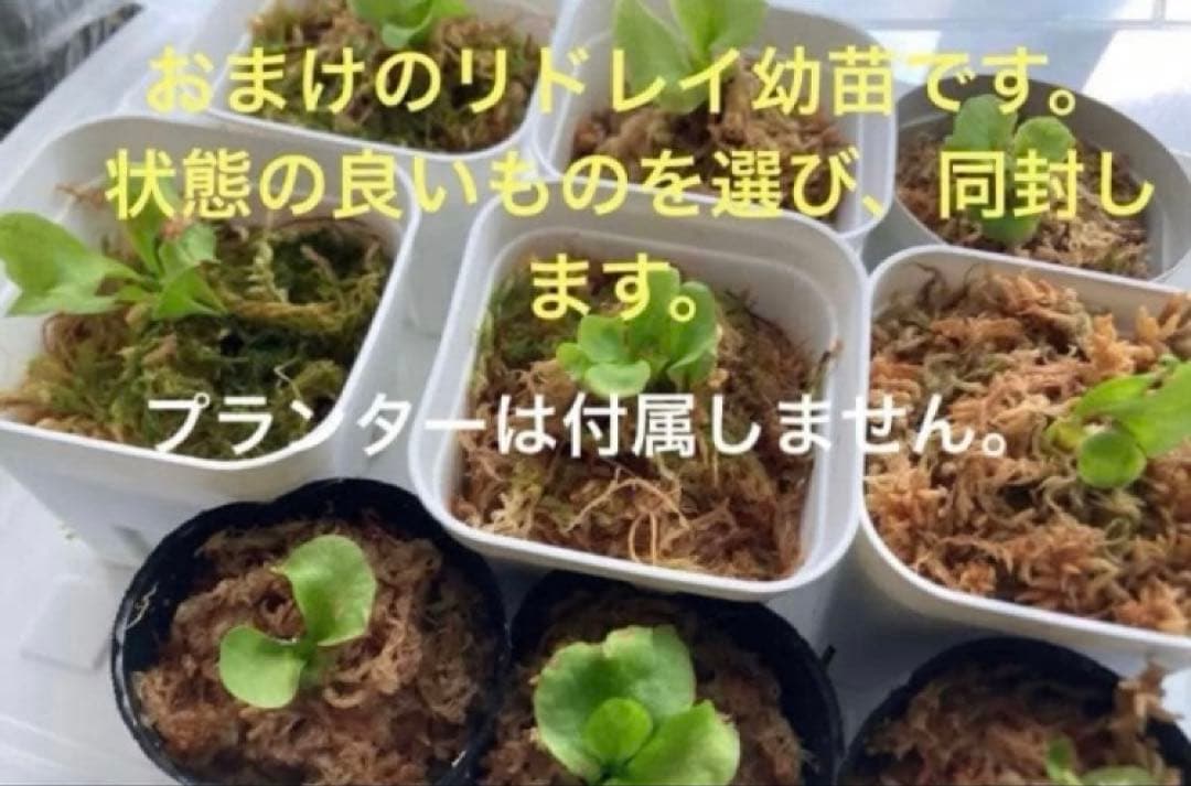 ビカクシダ　ホワイトギズモ　スポア◆リドレイ幼苗おまけ付き　《メルカリ便》配送