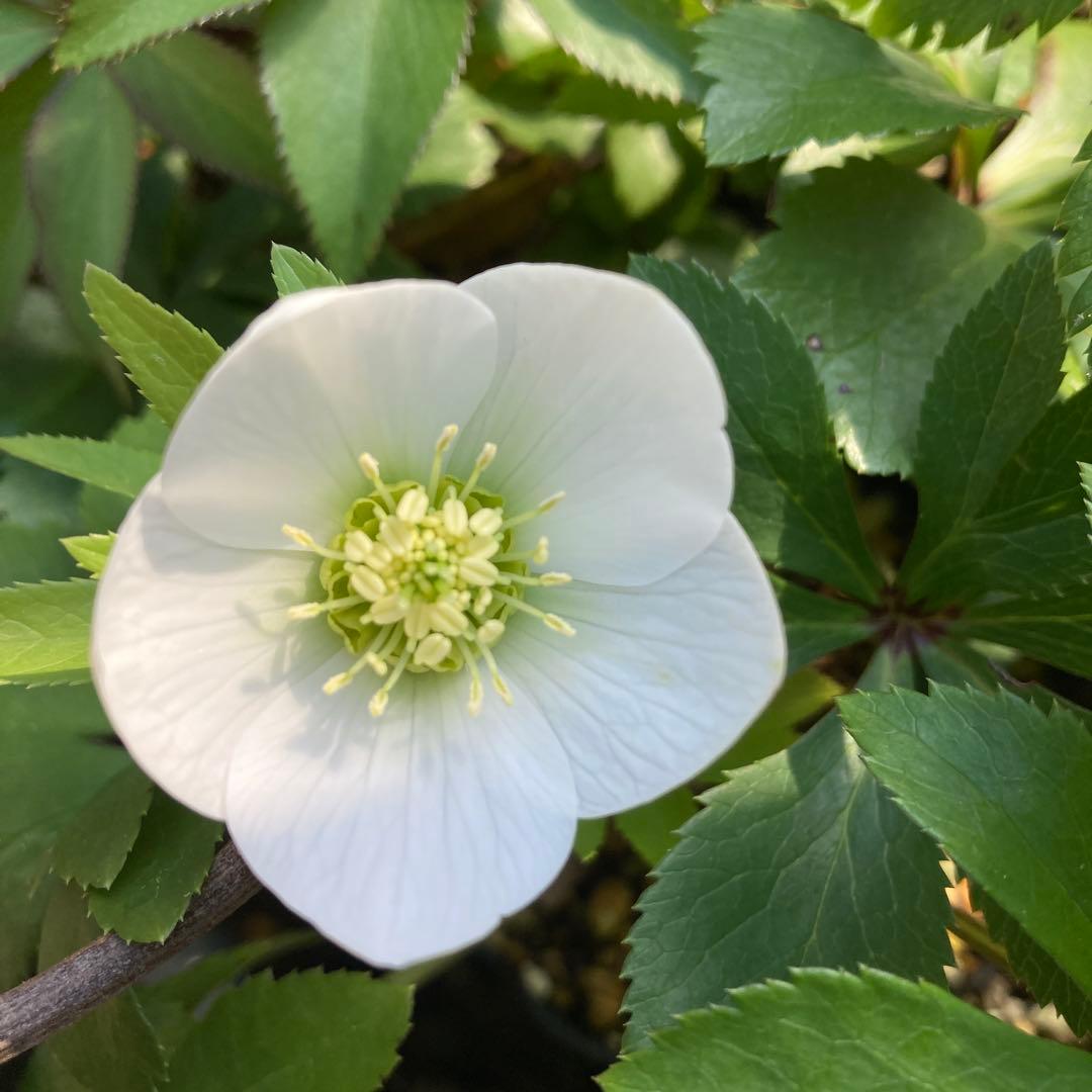 クリスマスローズ　小輪真っ白