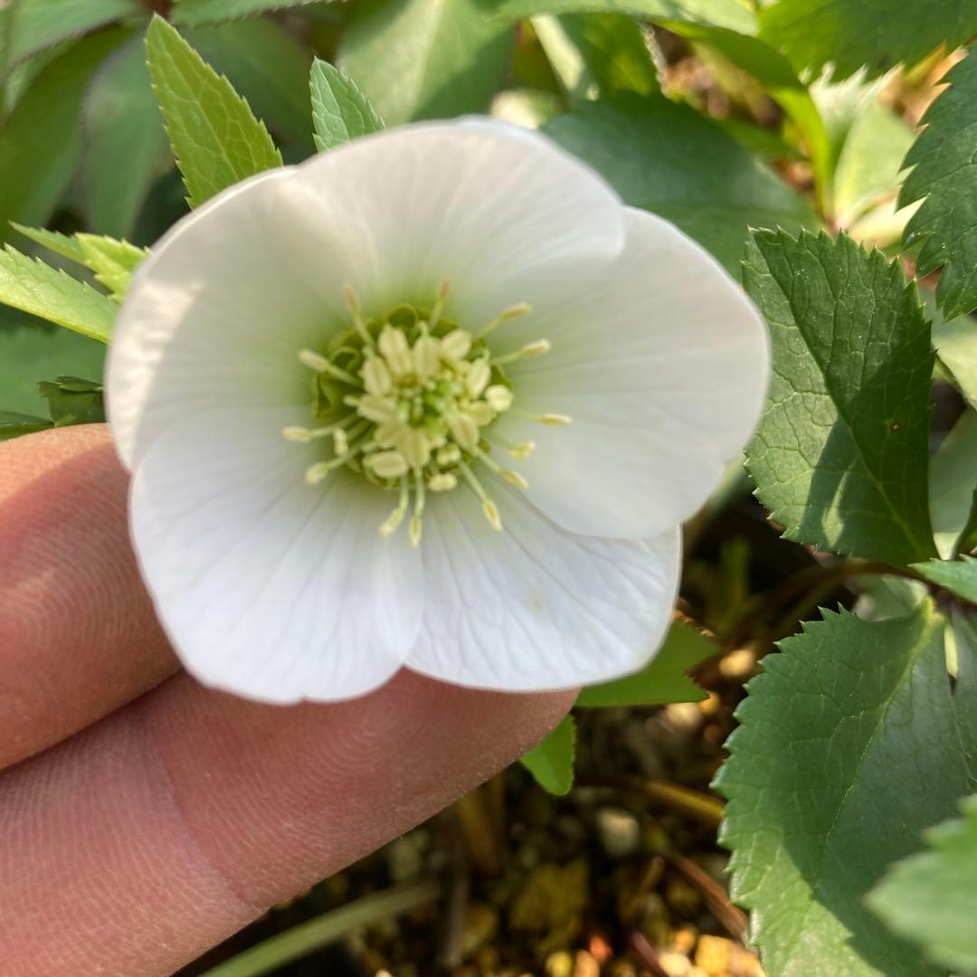 クリスマスローズ　小輪真っ白