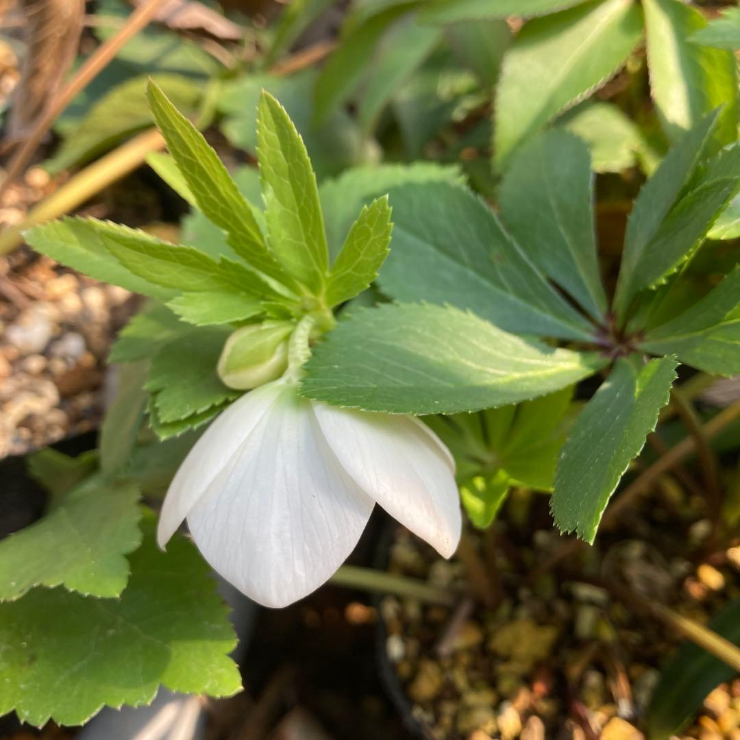 クリスマスローズ　小輪真っ白