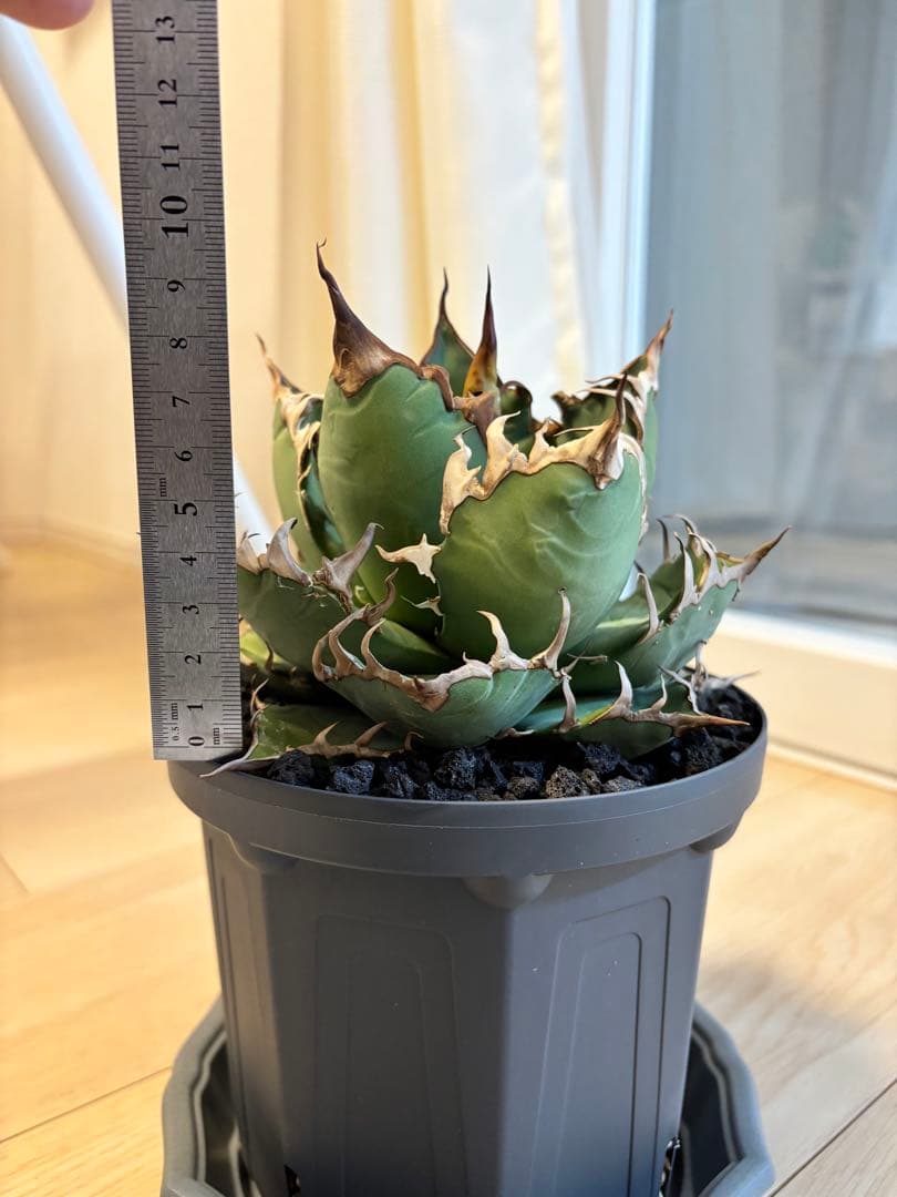 チタノタ　シーザー6寸サイズ