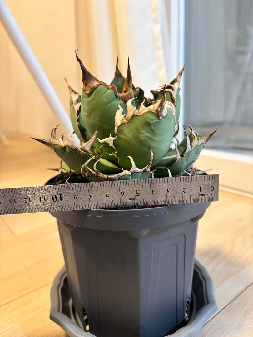 チタノタ　シーザー6寸サイズ