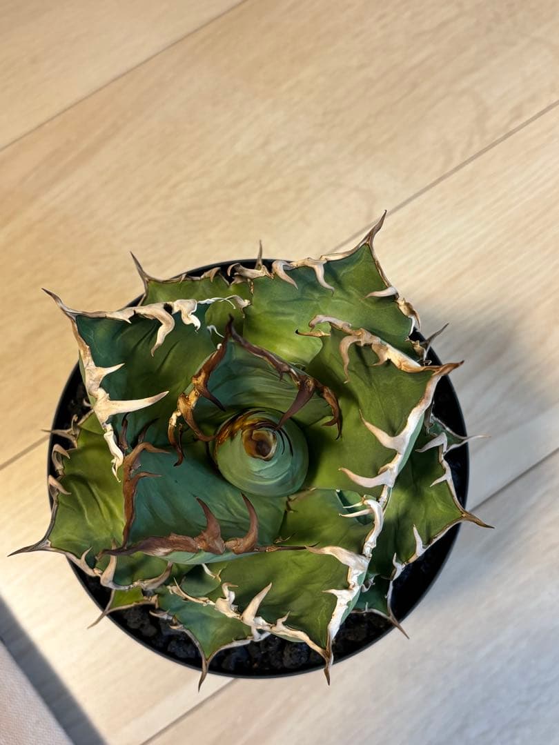 チタノタ　シーザー6寸サイズ