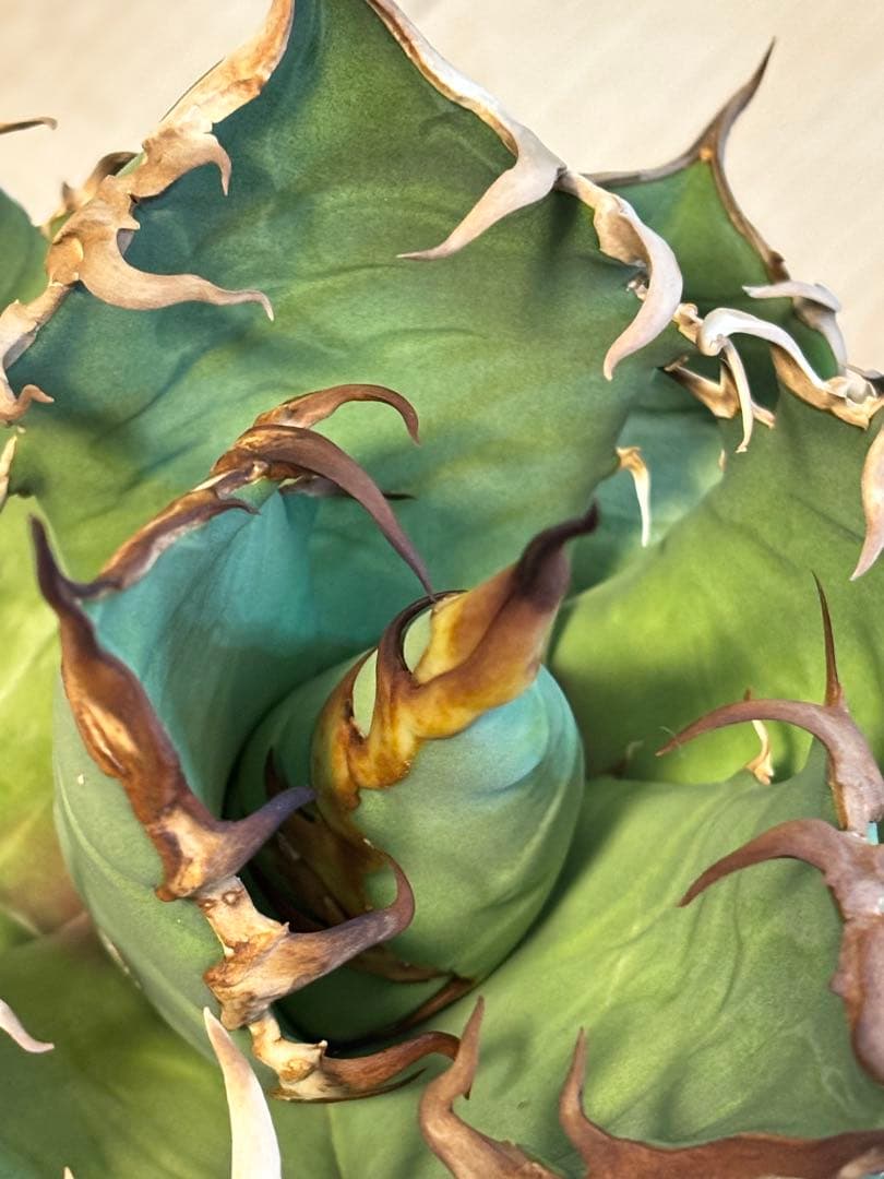 チタノタ　シーザー6寸サイズ