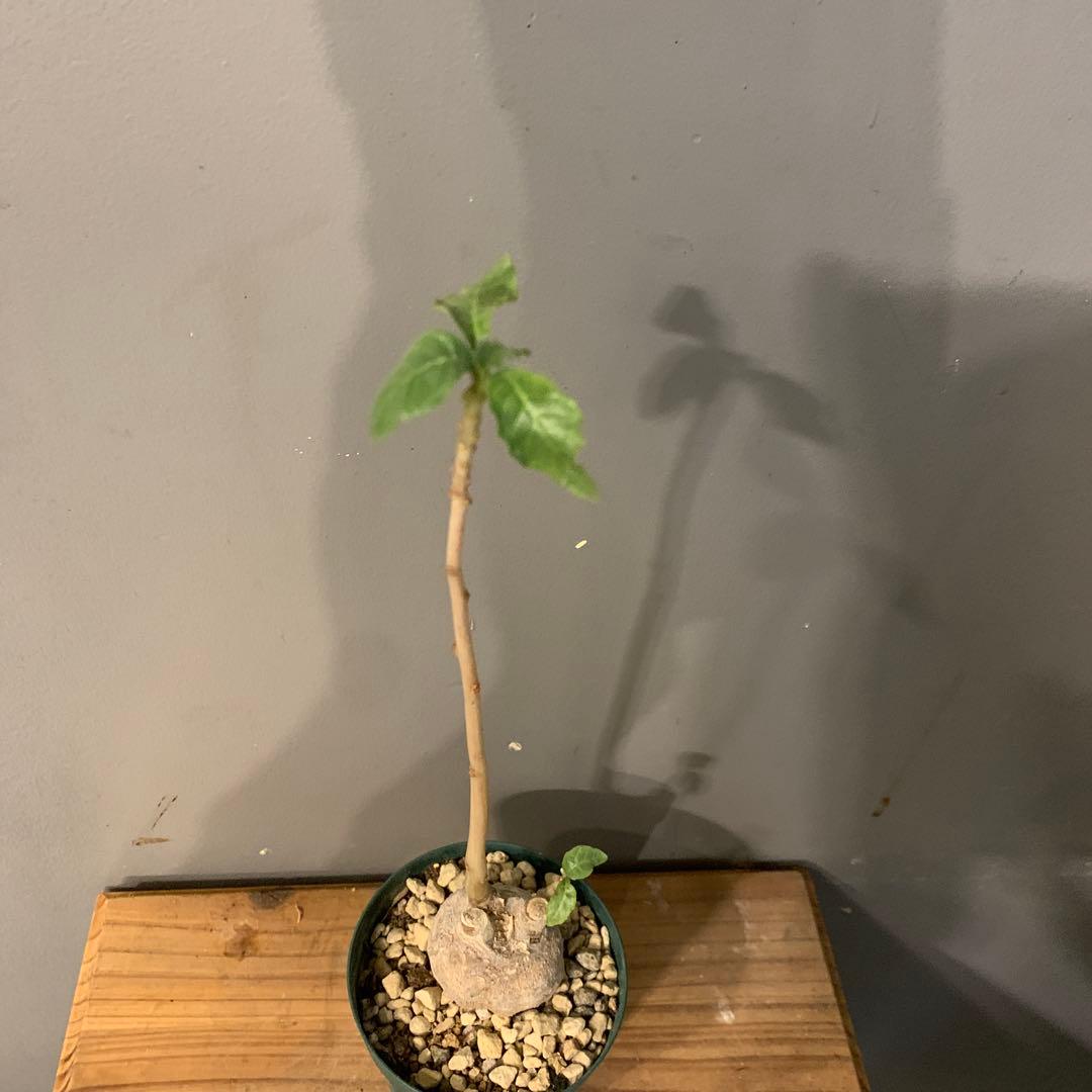 ドルステニア ザンジバリカ