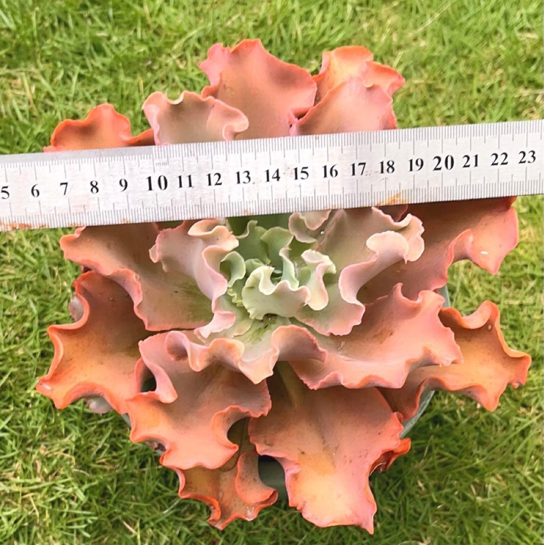 多肉植物❤️ プリンセスパール ❤️1頭19cm!拔き苗！セダム  おまけ