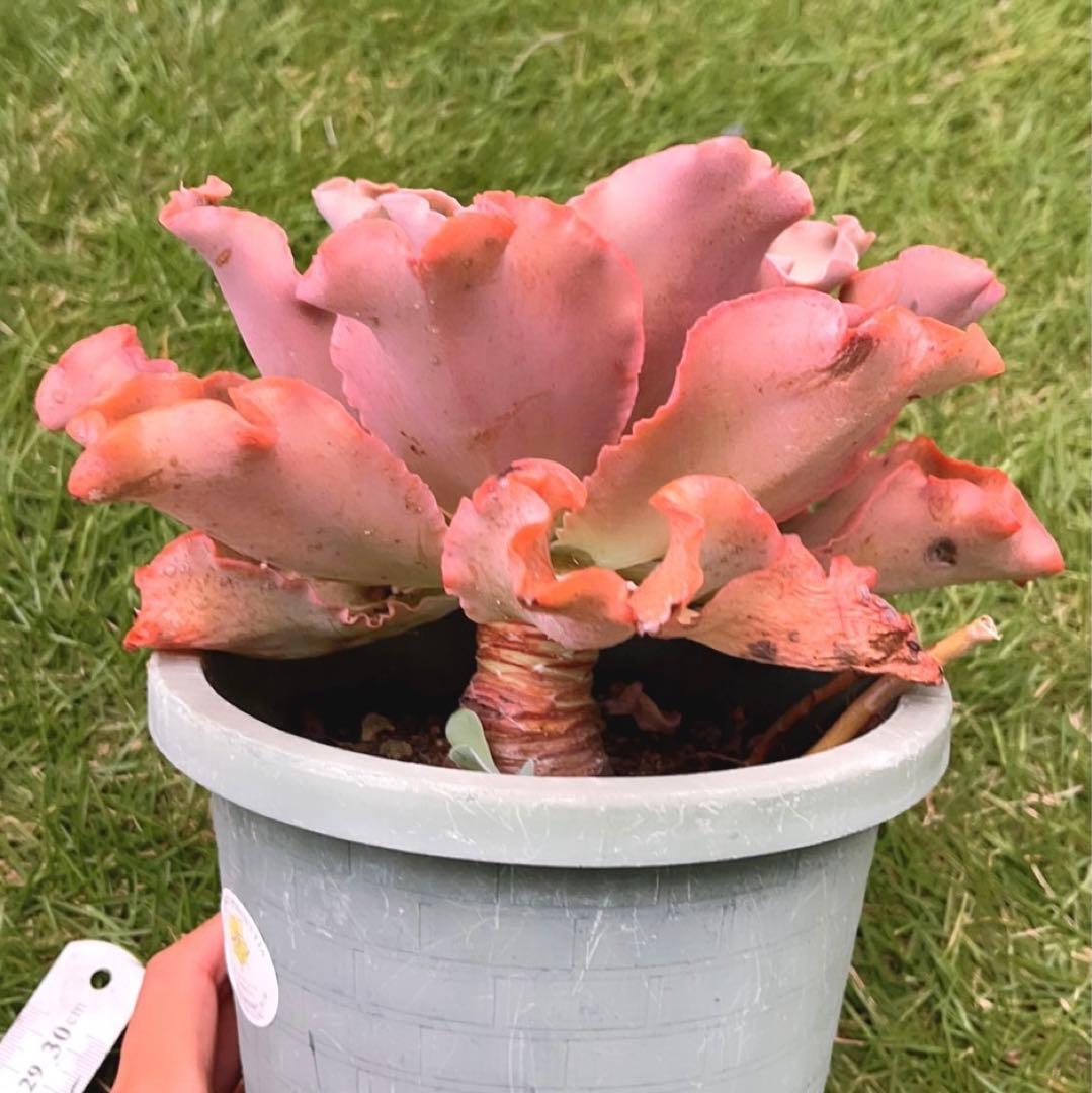 多肉植物❤️ プリンセスパール ❤️1頭19cm!拔き苗！セダム  おまけ