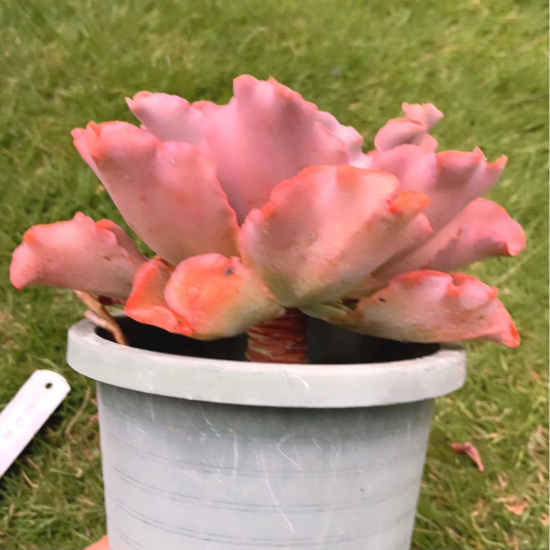 多肉植物❤️ プリンセスパール ❤️1頭19cm!拔き苗！セダム  おまけ