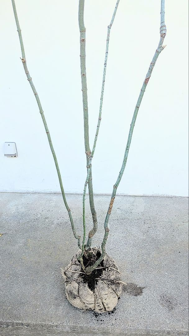 別格。山採りコハウチワカエデ。