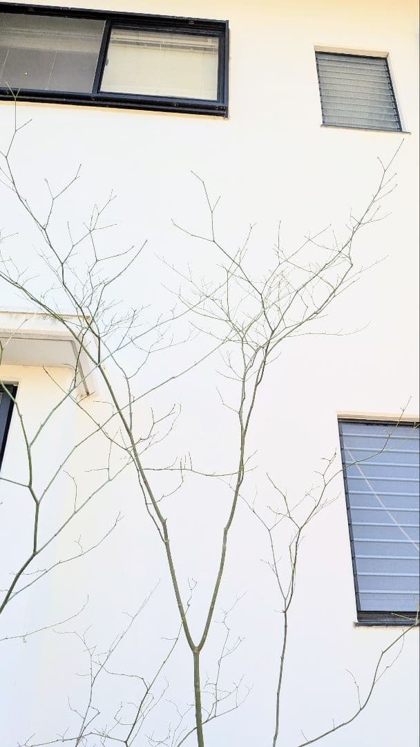 別格。山採りコハウチワカエデ。