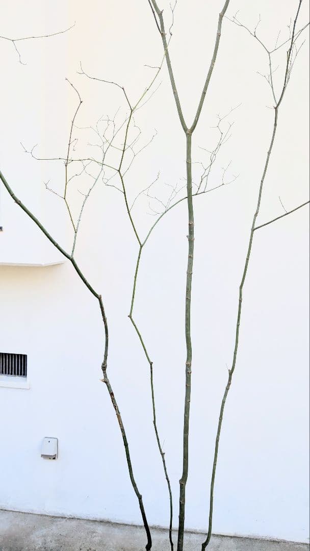 別格。山採りコハウチワカエデ。