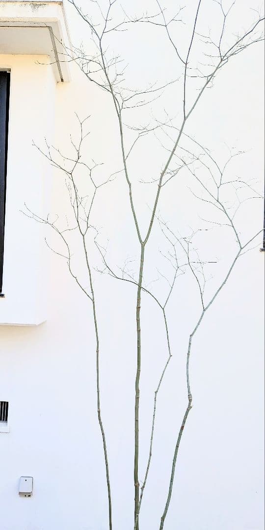 別格。山採りコハウチワカエデ。